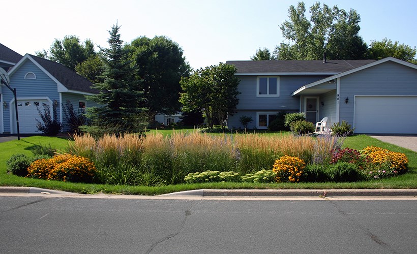 A lush rain garden filled with tall grasses and colorful flowering plants sits in the front yard of a gray suburban house.