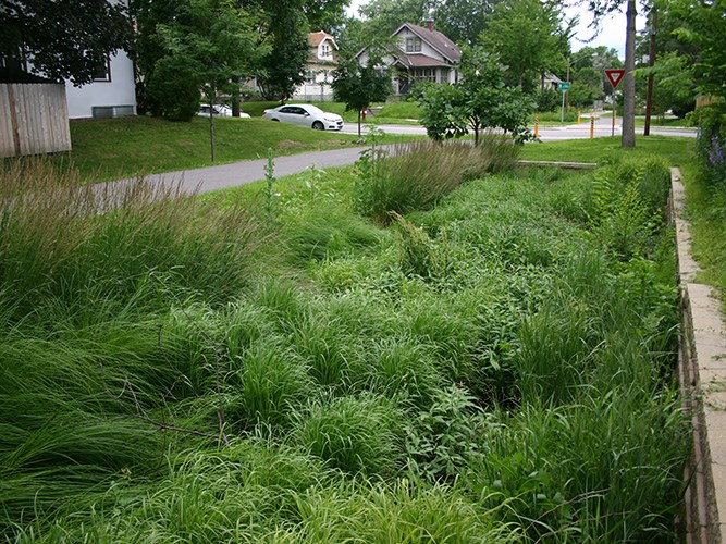 A lush patch of tall green grasses and plants fills a roadside rain garden beside a quiet neighborhood street with houses in the background.