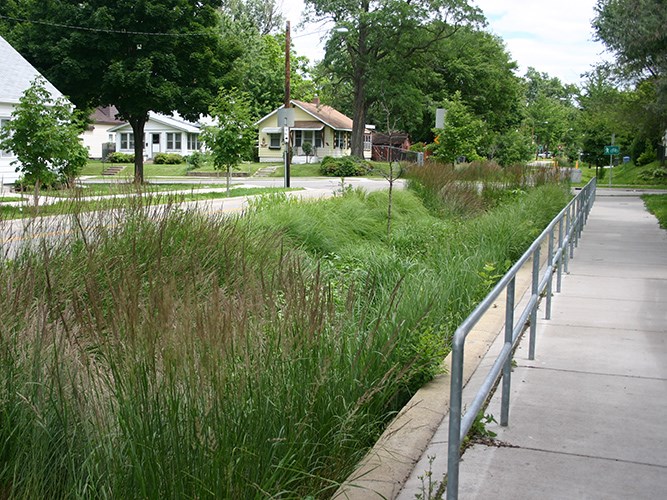 A sidewalk with a metal railing runs beside a lush rain garden filled with tall grasses across from a row of small neighborhood houses.