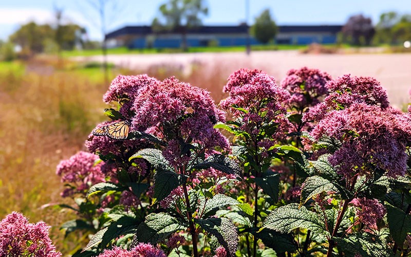 A monarch butterfly rests on a cluster of bright pink flowers in the foreground with a blurred building and landscape behind it.