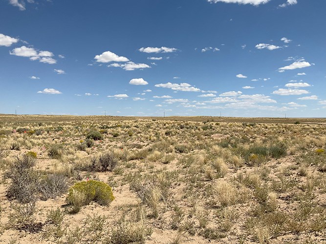 A desert scrub landscape with flagging from a cultural resources survey and power transmission lines in the background.